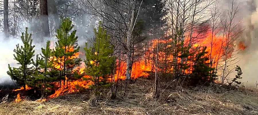 КЧС: Почти 600 га лесного фонда горит в Иркутской области